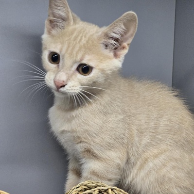 Katerchen Hansi ist ein kleiner Schmusebär, EKH Jungtier - Kater