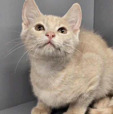 Katerchen Hansi ist ein kleiner Schmusebär, EKH Jungtier - Kater