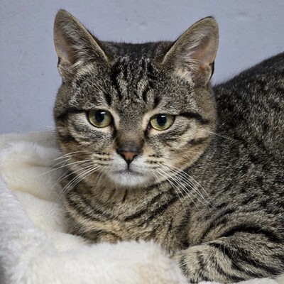 Katerchen Hoku möchte Dein Herz erobern, EKH Jungtier - Kater