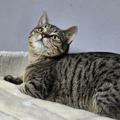 Katerchen Hoku möchte Dein Herz erobern, EKH Jungtier - Kater