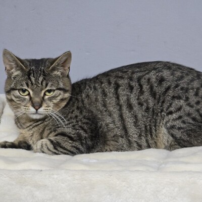Katerchen Hoku möchte Dein Herz erobern, EKH Jungtier - Kater