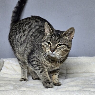 Katerchen Hoku möchte Dein Herz erobern, EKH Jungtier - Kater
