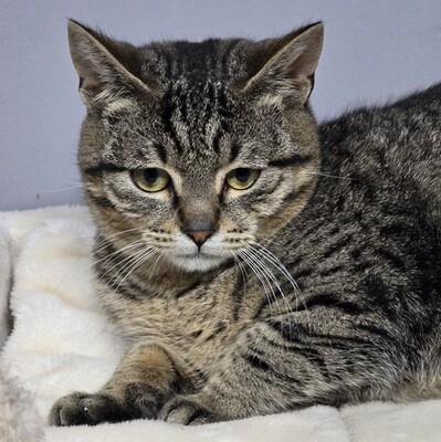 Katerchen Hoku möchte Dein Herz erobern, EKH Jungtier - Kater