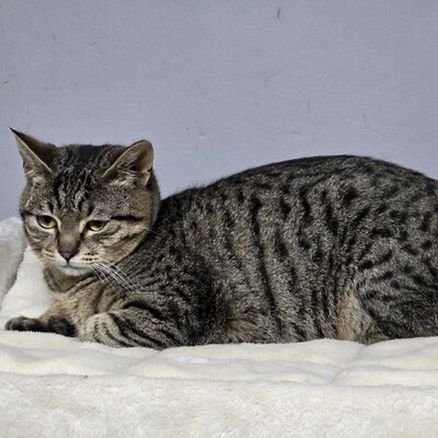 Katerchen Hoku möchte Dein Herz erobern, EKH Jungtier - Kater
