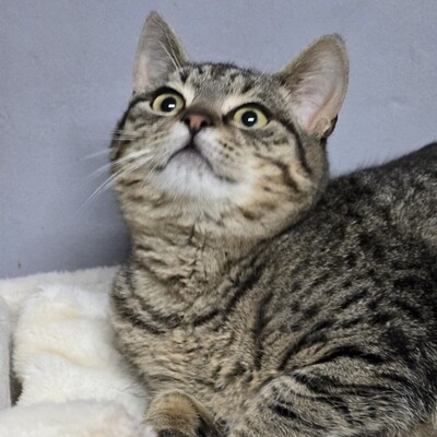 Katerchen Hoku möchte Dein Herz erobern, EKH Jungtier - Kater