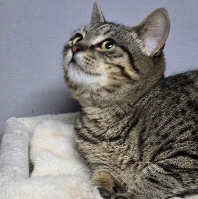 Katerchen Hoku möchte Dein Herz erobern, EKH Jungtier - Kater
