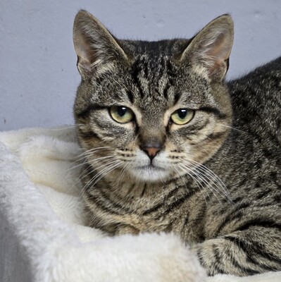 Katerchen Hoku möchte Dein Herz erobern, EKH Jungtier - Kater