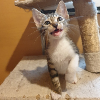 Katerchen Hugo und Shorty spielen gern, EKH - Kater