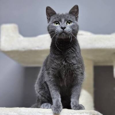 Katerchen Jannis mag Menschen sehr, EKH Jungtier - Kater