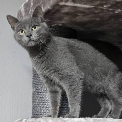 Katerchen Jannis mag Menschen sehr, EKH Jungtier - Kater