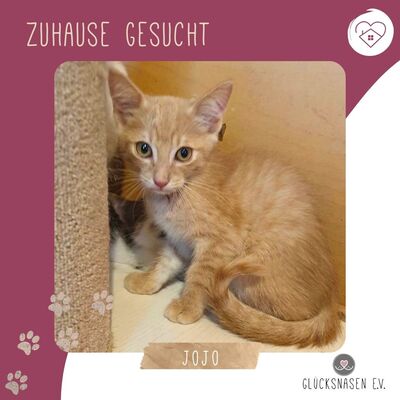 Katerchen Jojo packt gern seinen Koffer