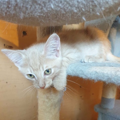 Katerchen Jojo packt gern seinen Koffer, EKH Jungtier - Kater
