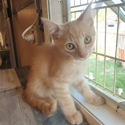 Katerchen Jojo packt gern seinen Koffer, EKH Jungtier - Kater