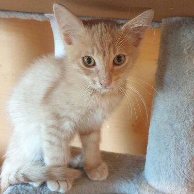 Katerchen Jojo packt gern seinen Koffer, EKH Jungtier - Kater
