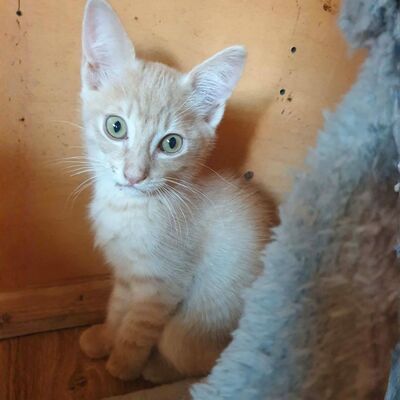 Katerchen Jojo packt gern seinen Koffer, EKH Jungtier - Kater