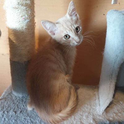 Katerchen Jojo packt gern seinen Koffer, EKH Jungtier - Kater