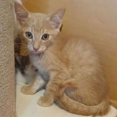 Katerchen Jojo packt gern seinen Koffer, EKH Jungtier - Kater