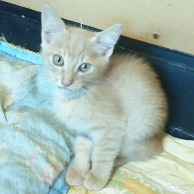 Katerchen Jojo packt gern seinen Koffer, EKH Jungtier - Kater