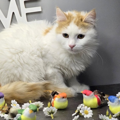 Katerchen Karlo wartet auf seine Familie, EKH Jungtier - Kater