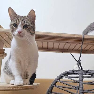 Katerchen Kiano wartet auf Post, EKH Jungtier - Kater