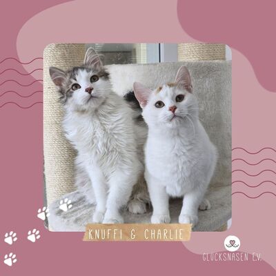 Katerchen Knuffi und Charlie sind bereit, EKH Jungtier - Kater