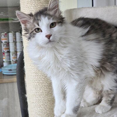 Katerchen Knuffi und Charlie sind bereit, EKH Jungtier - Kater