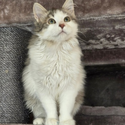 Katerchen Knuffi und Charlie sind bereit, EKH Jungtier - Kater