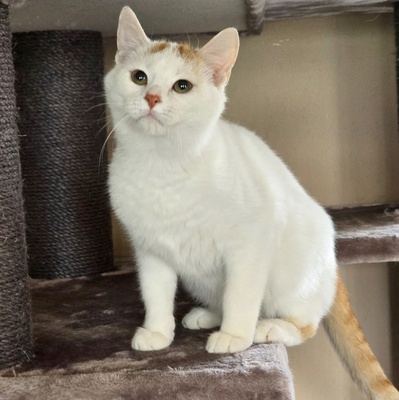 Katerchen Knuffi und Charlie suchen ihr Körbchen, EKH Jungtier - Kater