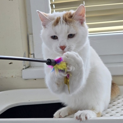 Katerchen Knuffi und Charlie suchen ihr Körbchen, EKH Jungtier - Kater