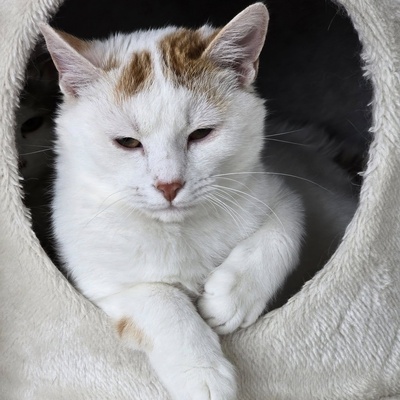Katerchen Knuffi und Charlie suchen ihr Körbchen, EKH Jungtier - Kater