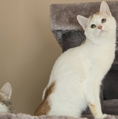 Katerchen Knuffi und Charlie suchen ihr Körbchen, EKH Jungtier - Kater