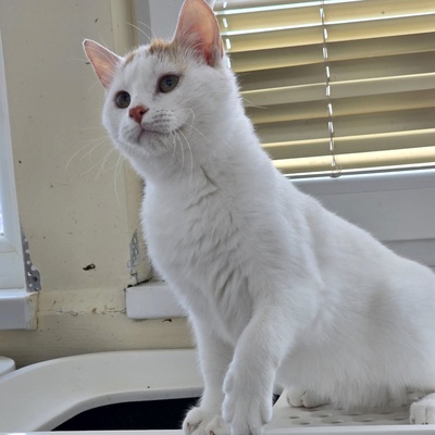 Katerchen Knuffi und Charlie suchen ihr Körbchen, EKH Jungtier - Kater