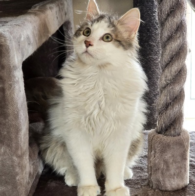 Katerchen Knuffi und Charlie suchen ihr Körbchen, EKH Jungtier - Kater