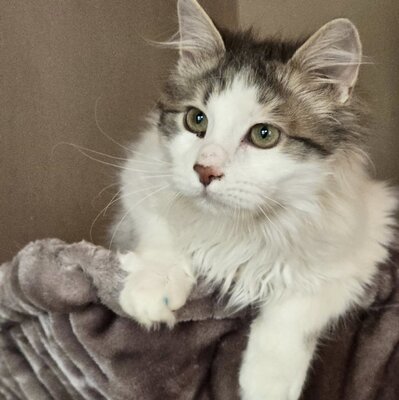 Katerchen Knuffi und Charlie suchen ihr Körbchen, EKH Jungtier - Kater