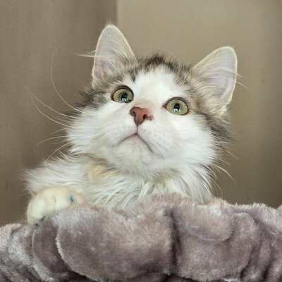 Katerchen Knuffi und Charlie suchen ihr Körbchen, EKH Jungtier - Kater