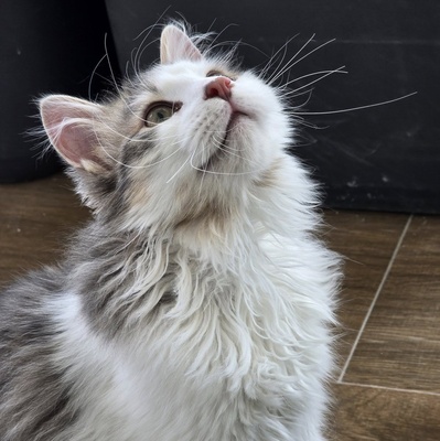 Katerchen Knuffi und Charlie suchen ihr Körbchen, EKH Jungtier - Kater