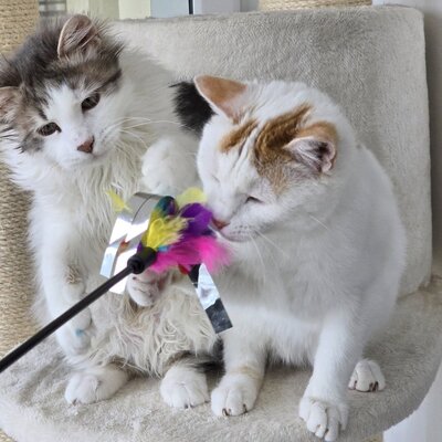 Katerchen Knuffi und Charlie suchen ihr Körbchen, EKH Jungtier - Kater