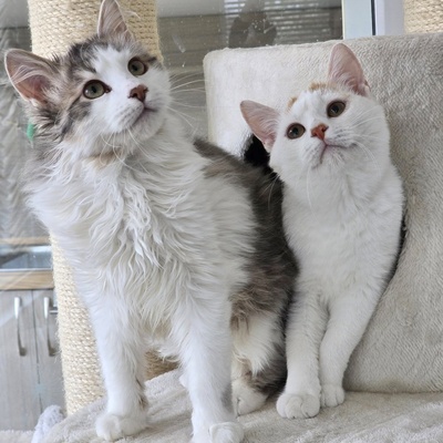 Katerchen Knuffi und Charlie suchen ihr Körbchen, EKH Jungtier - Kater