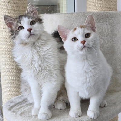 Katerchen Knuffi und Charlie suchen ihr Körbchen, EKH Jungtier - Kater