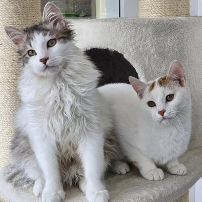 Katerchen Knuffi und Charlie suchen ihr Körbchen, EKH Jungtier - Kater