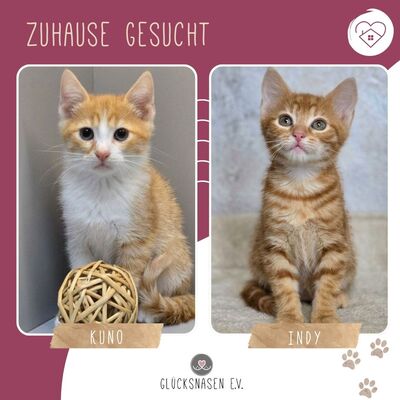 Katerchen Kuno und Indy möchten Dich kennenlernen, EKH Jungtier - Kater