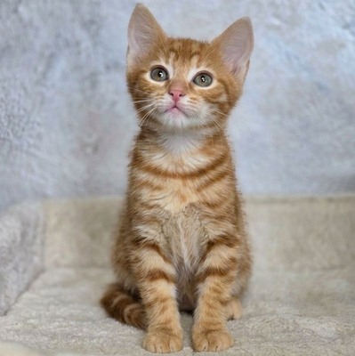 Katerchen Kuno und Indy möchten Dich kennenlernen, EKH Jungtier - Kater
