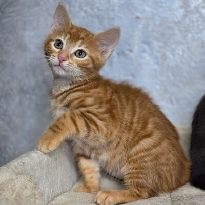 Katerchen Kuno und Indy möchten Dich kennenlernen, EKH Jungtier - Kater