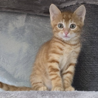 Katerchen Kuno und Indy möchten Dich kennenlernen, EKH Jungtier - Kater