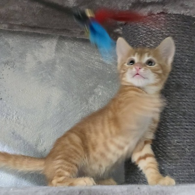 Katerchen Kuno und Indy möchten Dich kennenlernen, EKH Jungtier - Kater