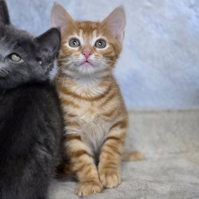 Katerchen Kuno und Indy möchten Dich kennenlernen, EKH Jungtier - Kater