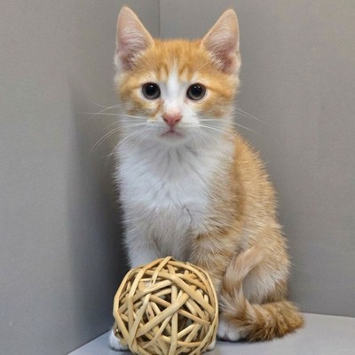 Katerchen Kuno und Indy möchten Dich kennenlernen, EKH Jungtier - Kater
