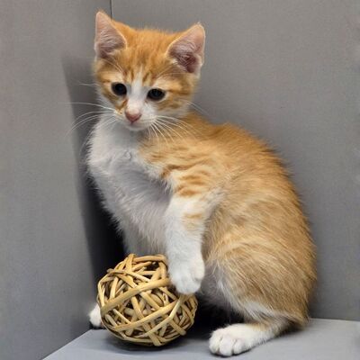 Katerchen Kuno und Indy möchten Dich kennenlernen, EKH Jungtier - Kater
