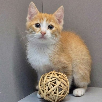 Katerchen Kuno und Indy möchten Dich kennenlernen, EKH Jungtier - Kater