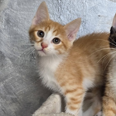 Katerchen Kuno und Indy möchten Dich kennenlernen, EKH Jungtier - Kater